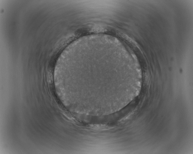 X0000064770517200603131437