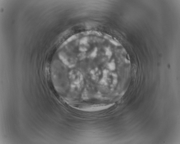 X0000064770527200603131437