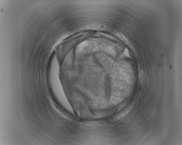 X0000064770530200603131436