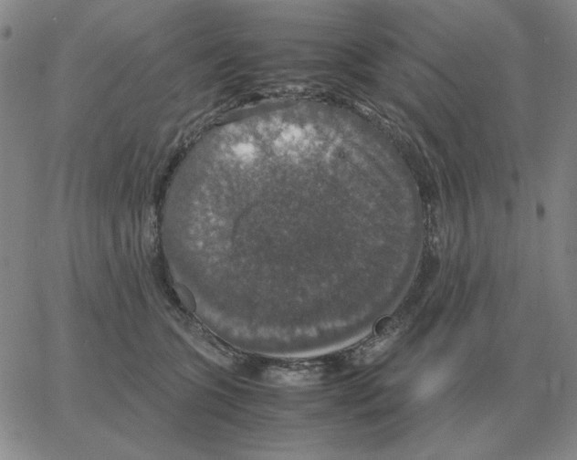 X0000064770563200603131436