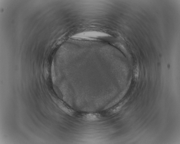 X0000064770566200603131437