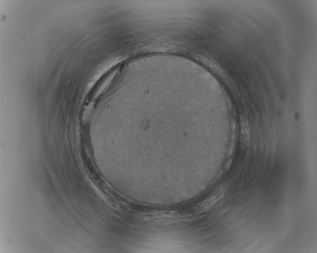 X0000064770626200603131434