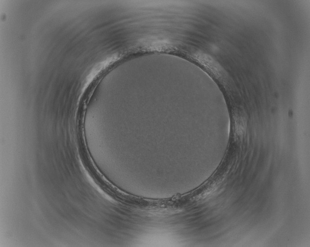 X0000064770630200603131434