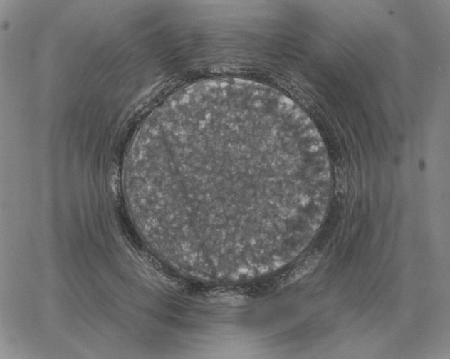 X0000064770648200603131435