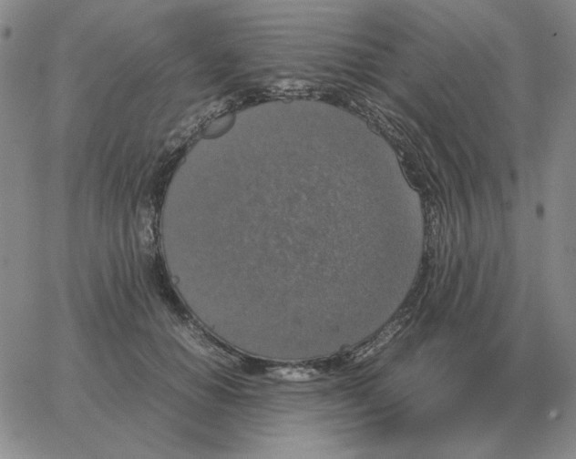 X0000064770654200603131435