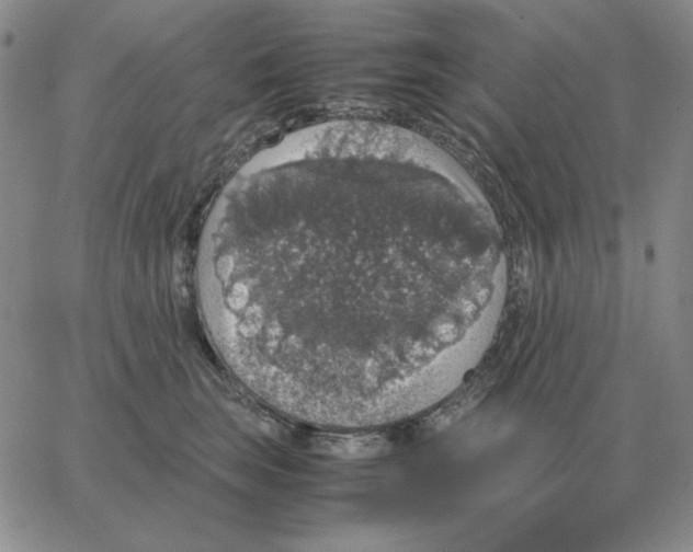 X0000064770663200603131435