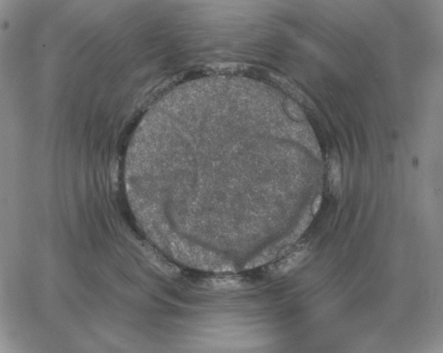 X0000064770668200603131435