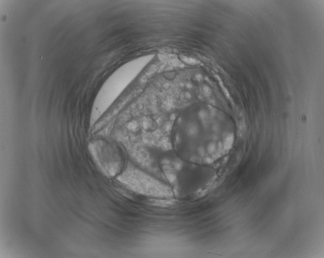 X0000064770671200603131435