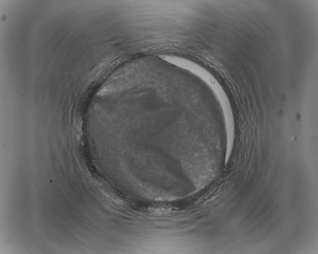 X0000064770693200603131434