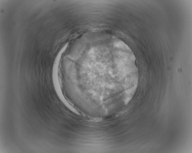 X0000064770720200603131434