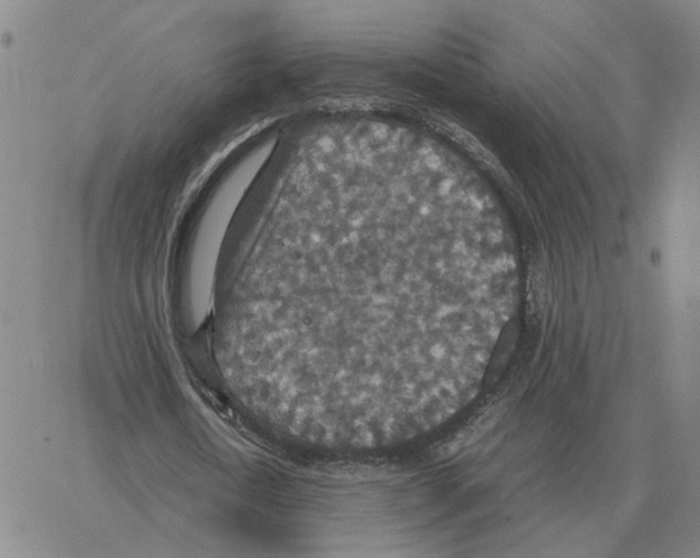 X0000064770722200603131433