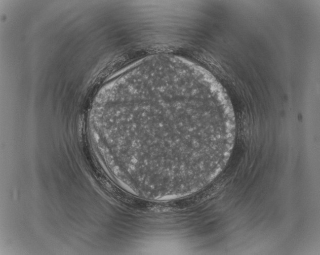 X0000064770742200603131433