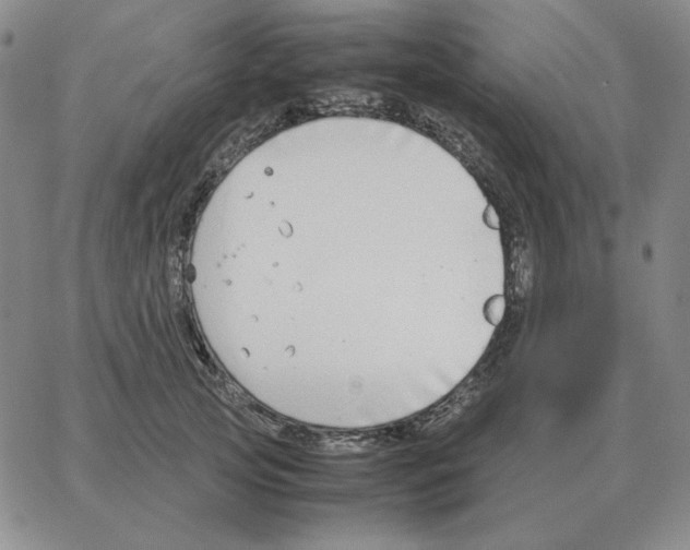 X0000064770753200603131433