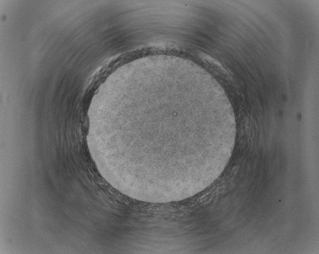 X0000064770776200603131433