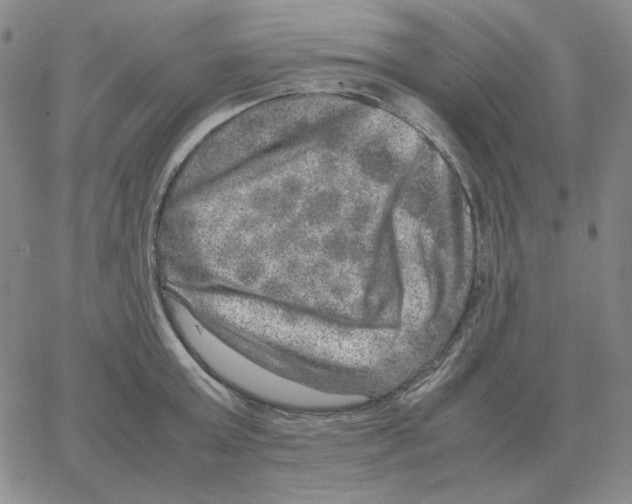 X0000064770803200603131432