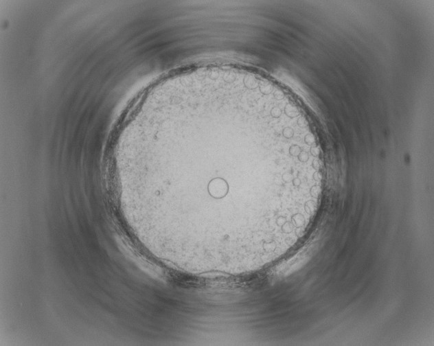 X0000064770832200603131431