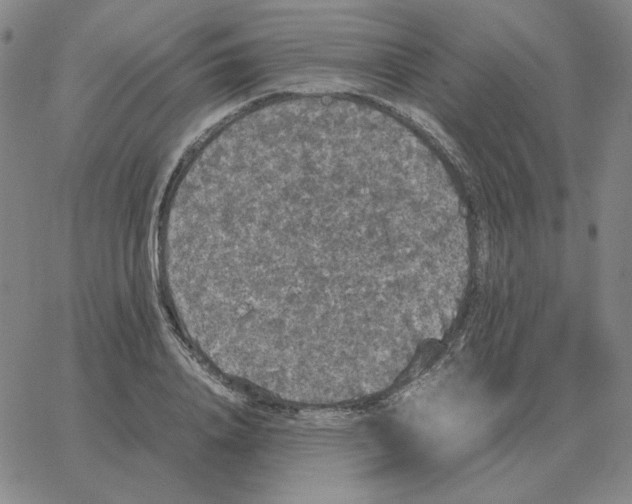 X0000064770840200603131432