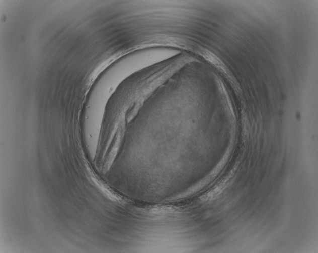 X0000064770842200603131432