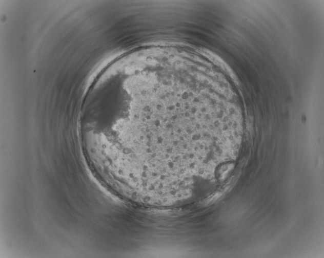 X0000064770855200603131432