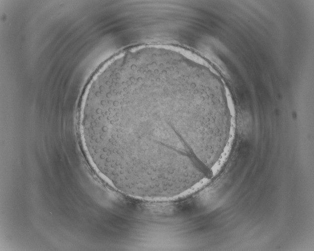 X0000064770856200603131432