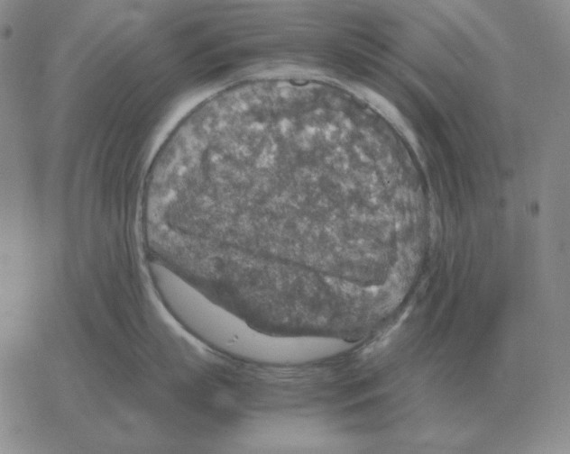 X0000064770863200603131432