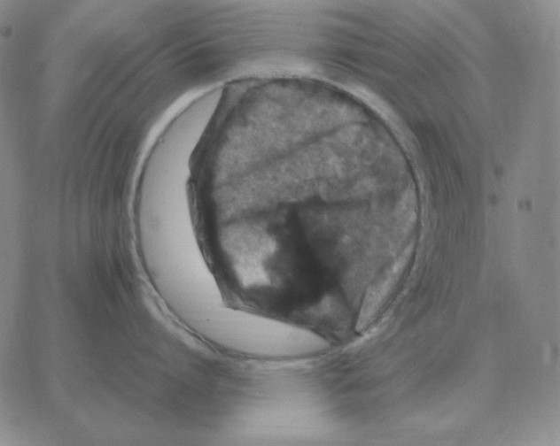 X0000064770864200603131432