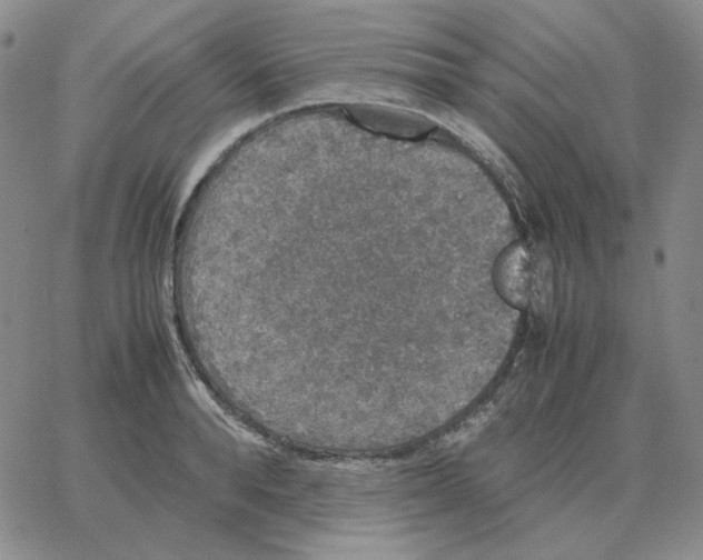 X0000064770896200603131431