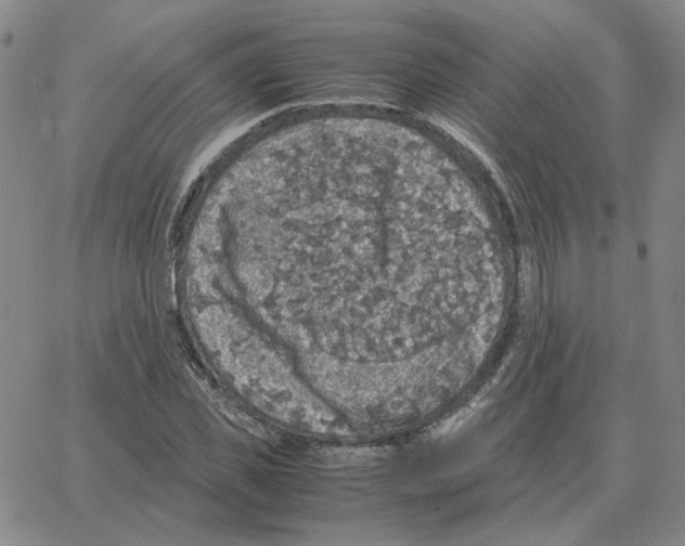 X0000064770925200603131430