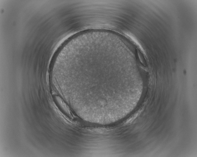 X0000064770932200603131430