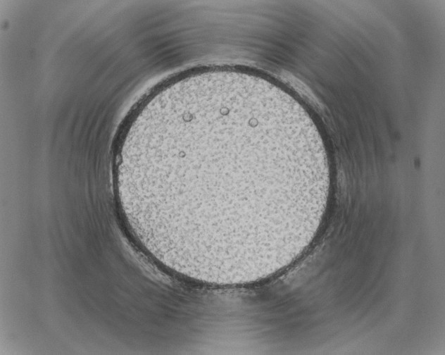 X0000064770934200603131430