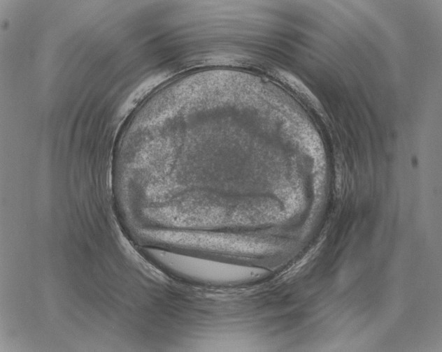 X0000064770938200603131430