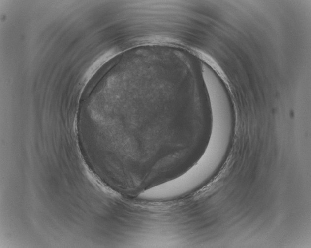 X0000064770946200603131430