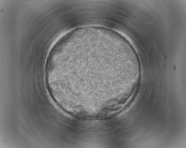 X0000064770949200603131430