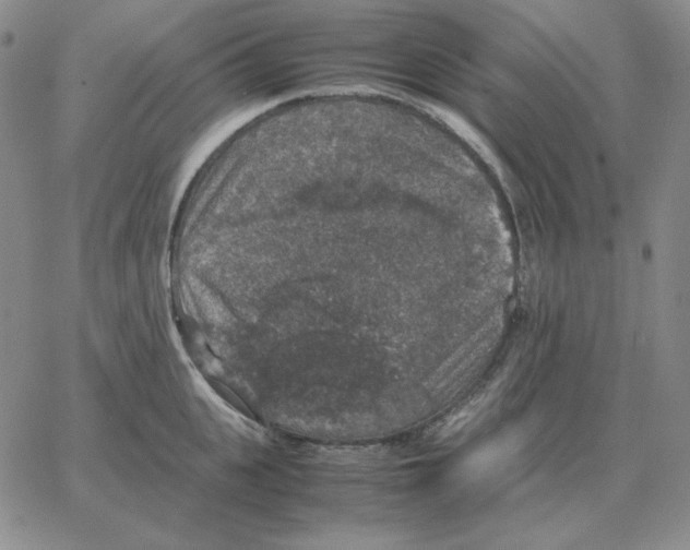 X0000064770951200603131430