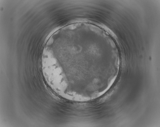 X0000064770953200603131430