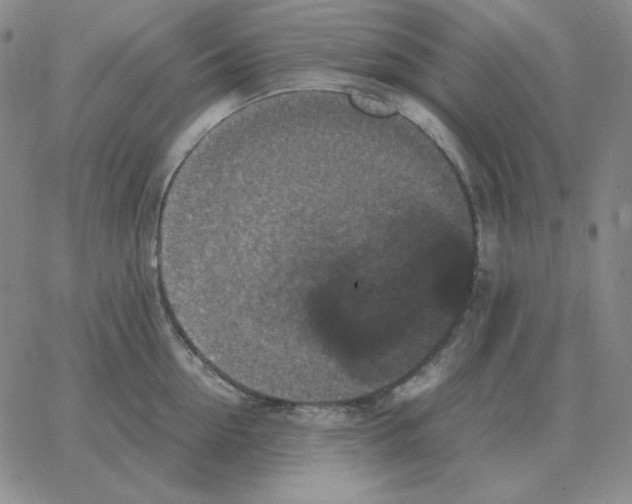 X0000064770954200603131430