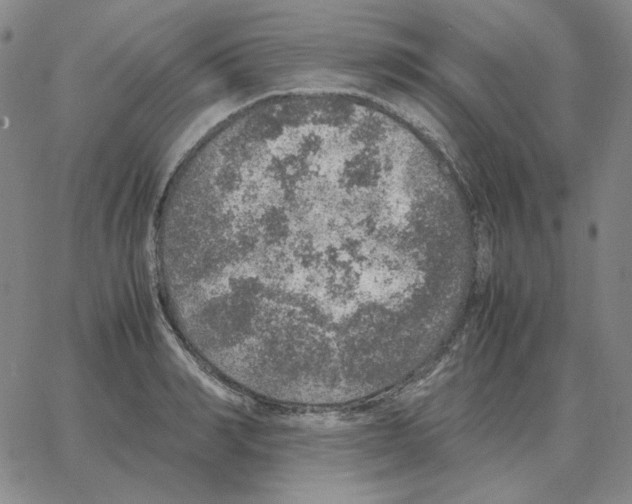 X0000064770990200603131429