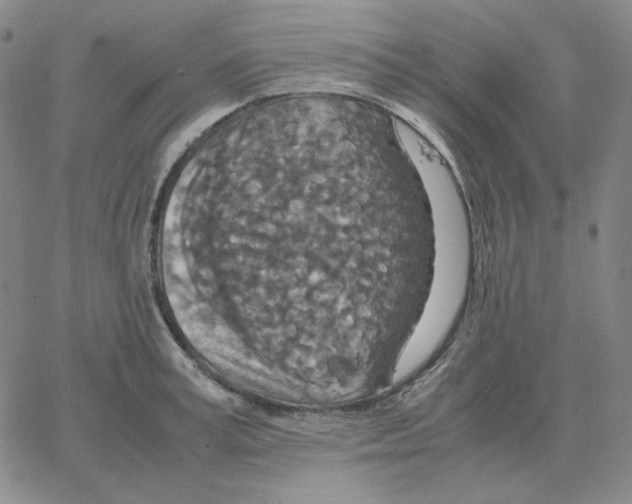 X0000064770995200603131429