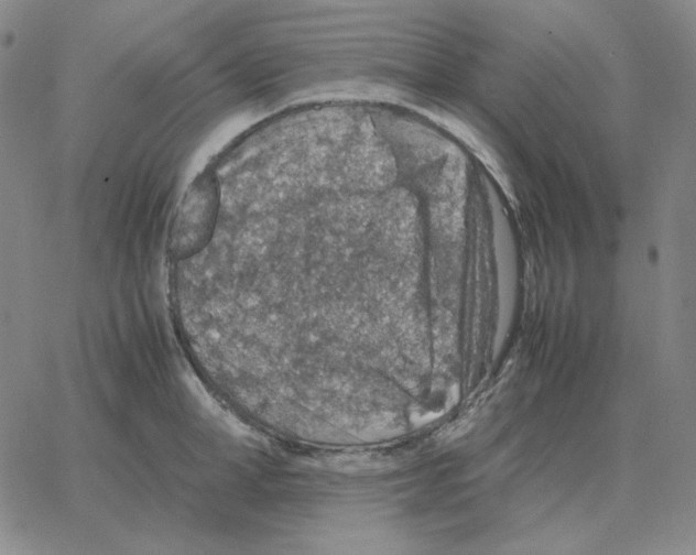 X0000064770998200603131429