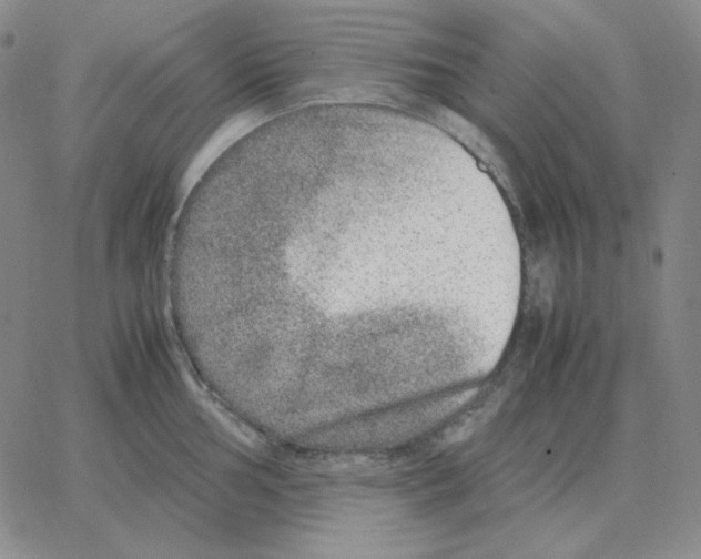 X0000064771002200603131429