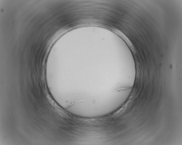 X0000064771004200603131429