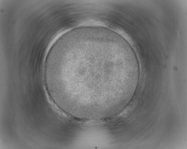 X0000064771008200603131429