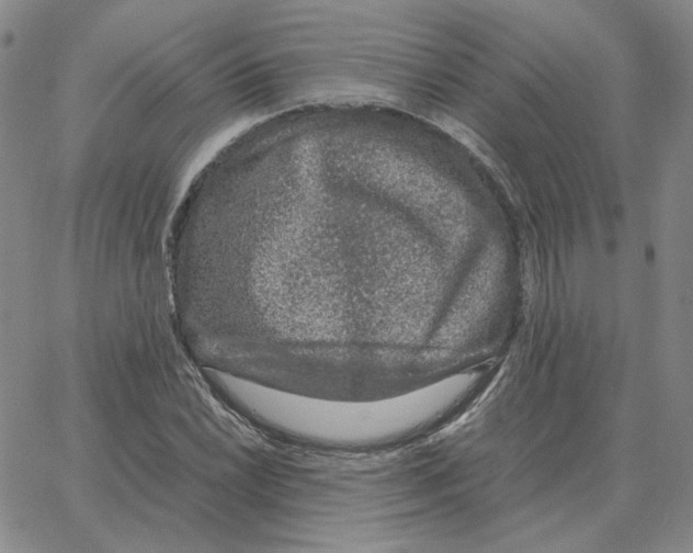 X0000064771022200603131428