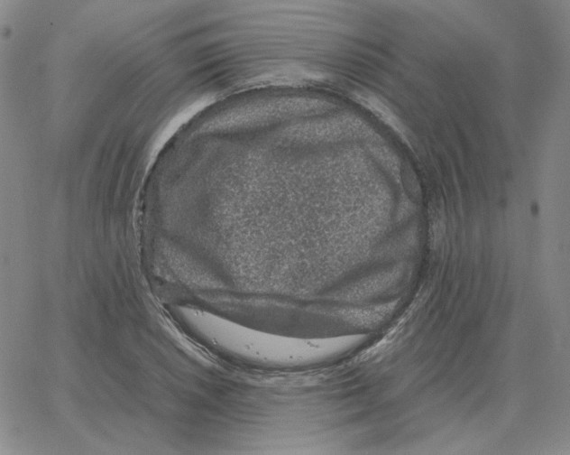 X0000064771026200603131428