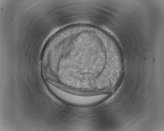 X0000064771029200603131428