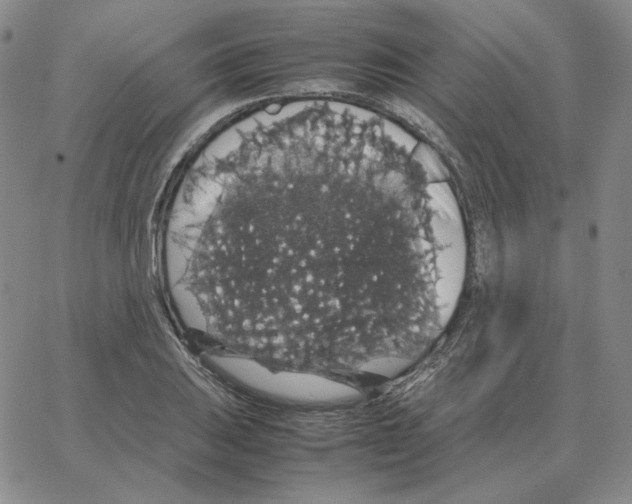 X0000064771031200603131428