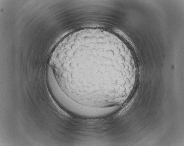 X0000064771033200603131428