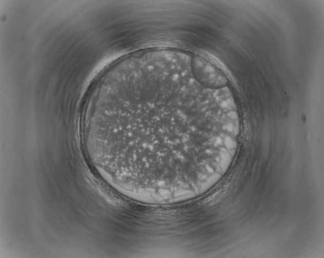 X0000064771035200603131429