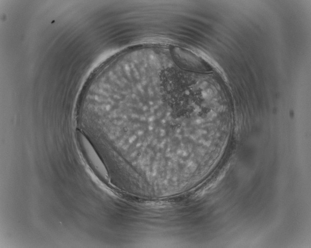 X0000064771037200603131429