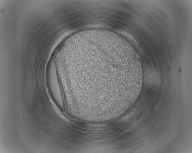 X0000064771039200603131429